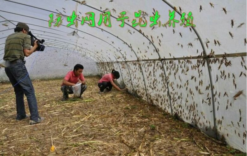 防虫网80目