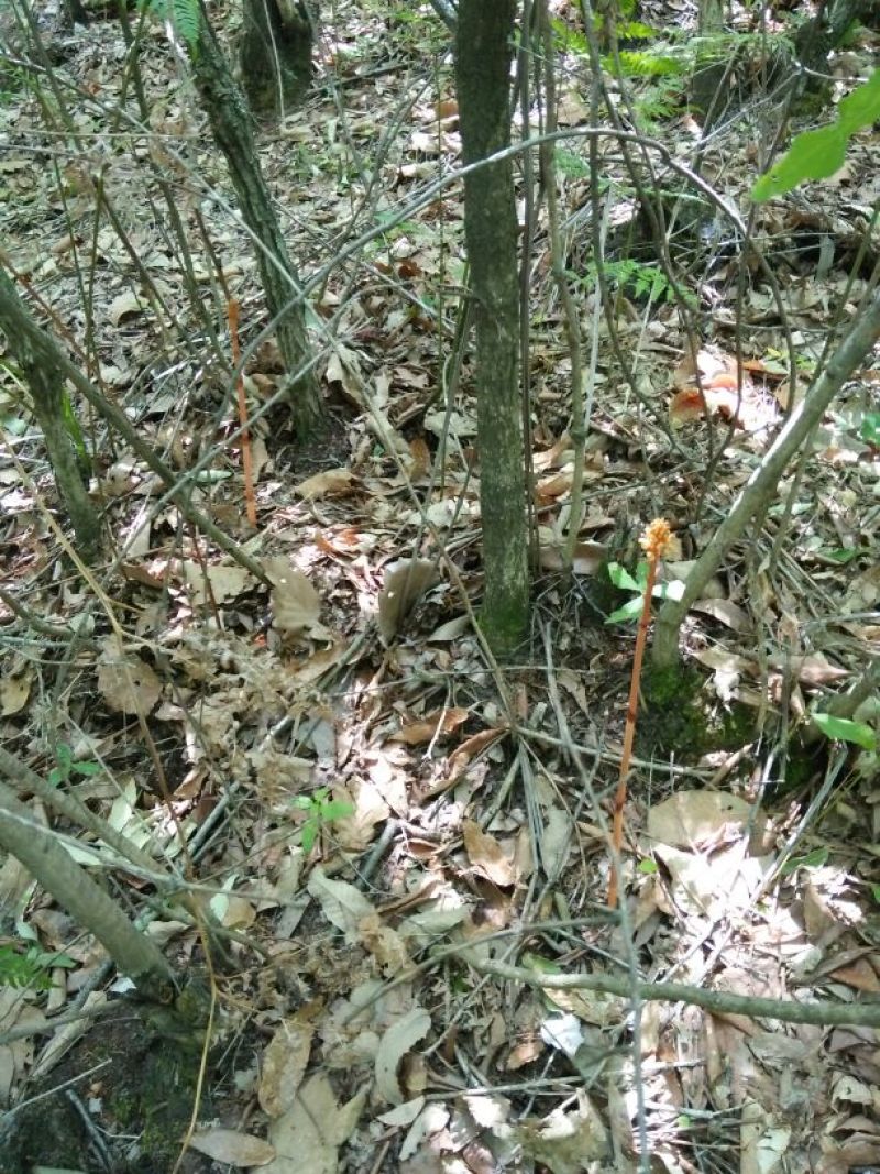 天麻一级（秦岭山区1080海拔生长的野生天麻）