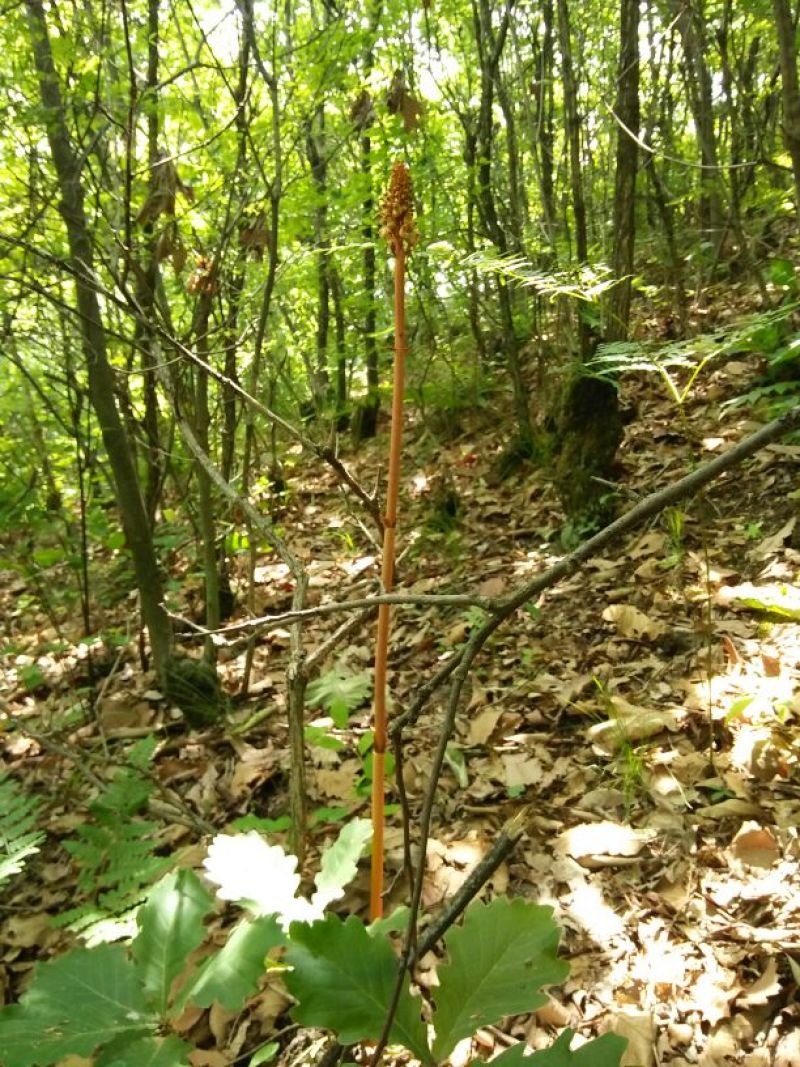 天麻一级（秦岭山区1080海拔生长的野生天麻）