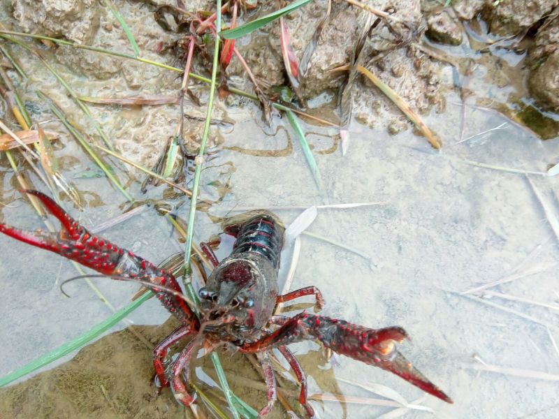 克氏原螯虾小龙虾主养食用活虾10~12钱