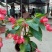 四季海棠（各种规格盆花绿化工程用苗）基地直销，常年供货