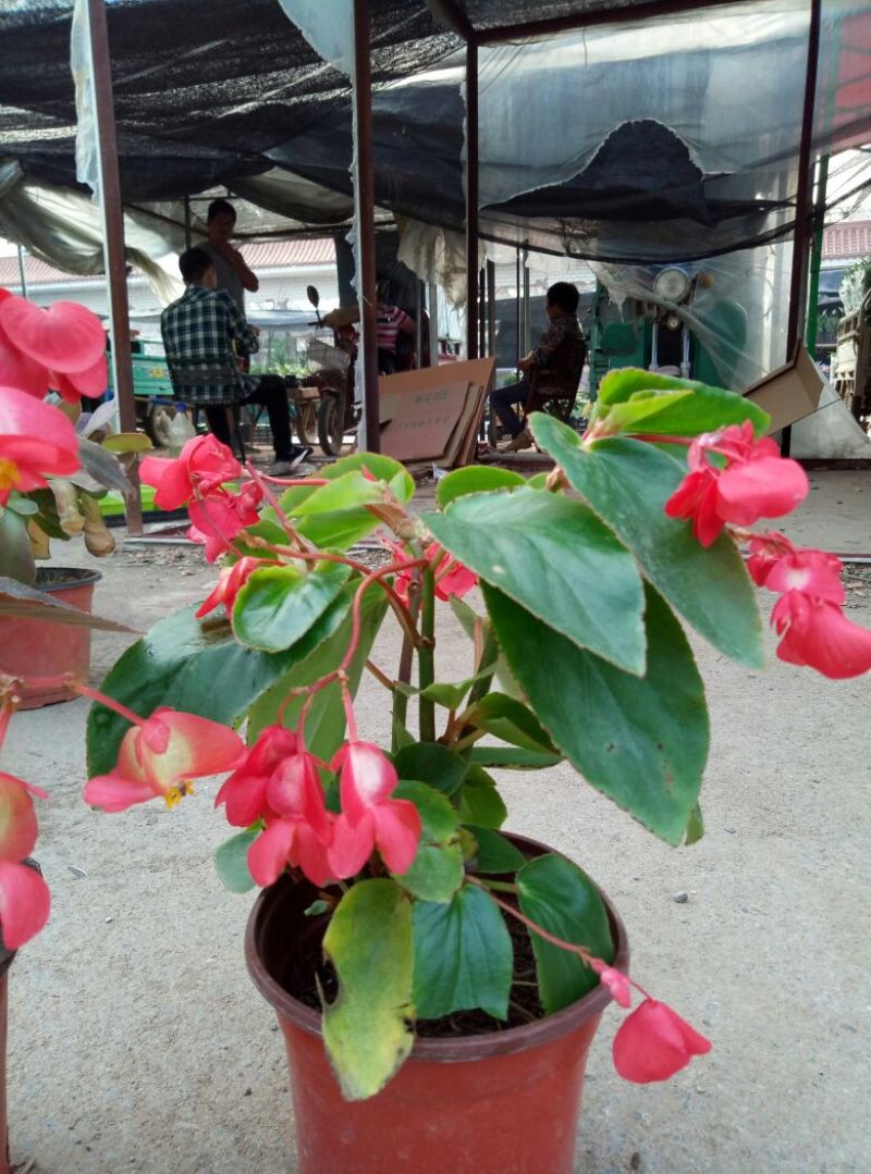 四季海棠（各种规格盆花绿化工程用苗）基地直销，常年供货