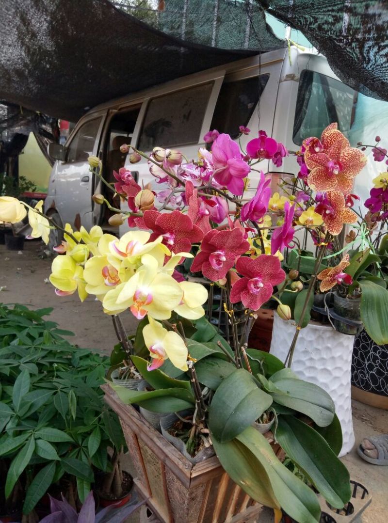 四季海棠（各种规格盆花绿化工程用苗）基地直销，常年供货