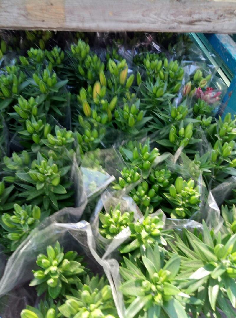 四季海棠（各种规格盆花绿化工程用苗）基地直销，常年供货