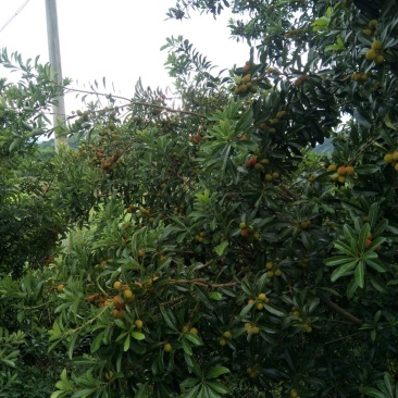 靖州杨梅2~2.5cm