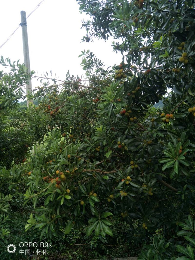 靖州杨梅2~2.5cm