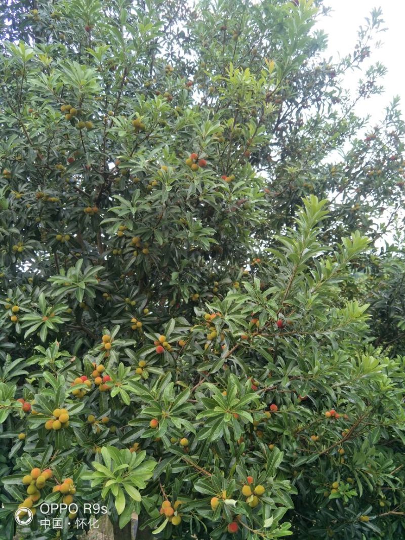 靖州杨梅2~2.5cm