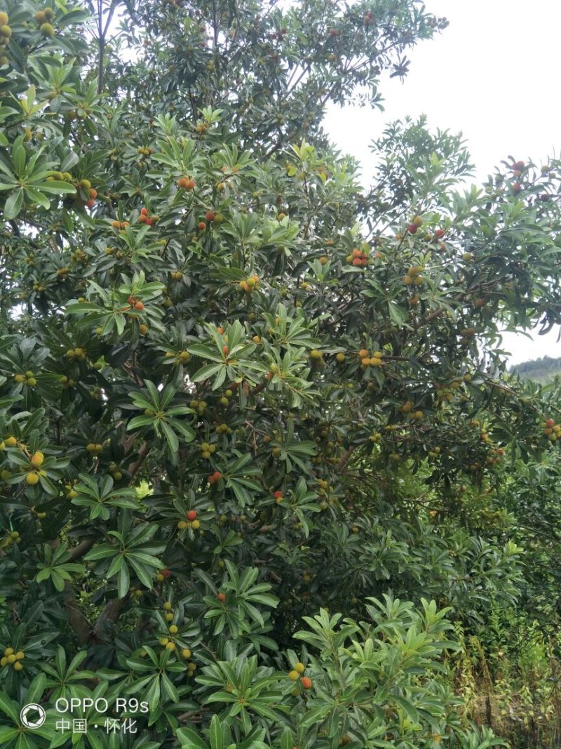 靖州杨梅2~2.5cm