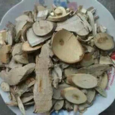 梧桐根河北干货人工种植量大从优常年经营各种中药材