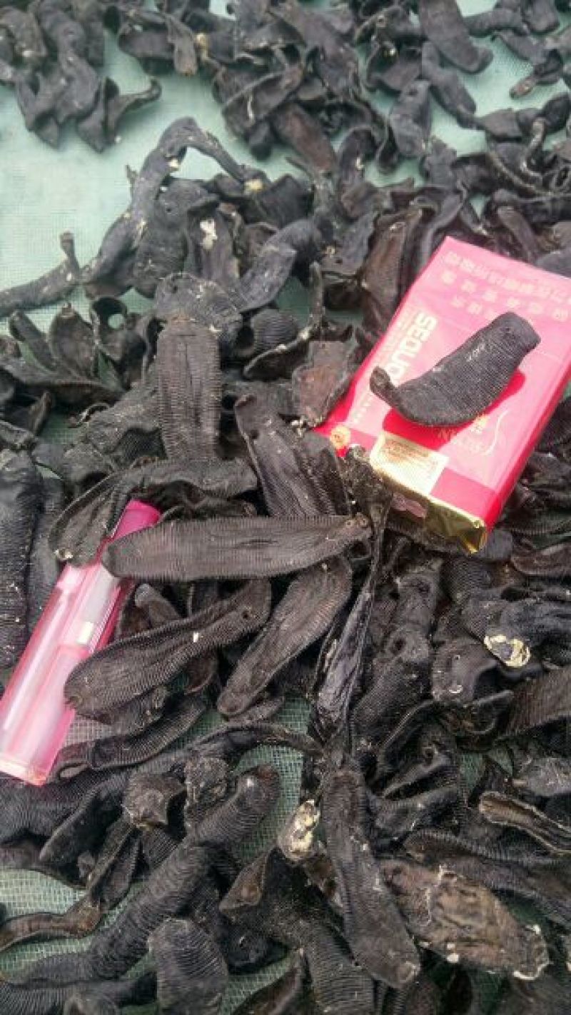 宽体金线蛭药用