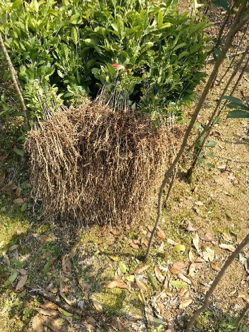 金桂花树苗30~50cm
