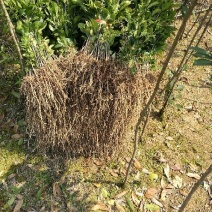 金桂花树苗30~50cm