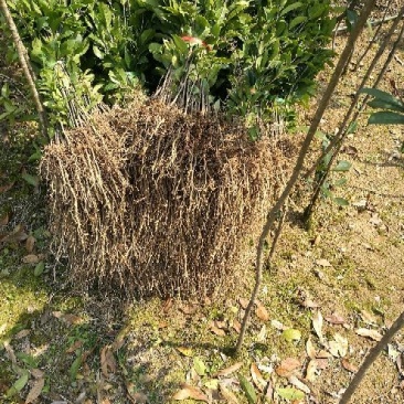 金桂花树苗30~50cm