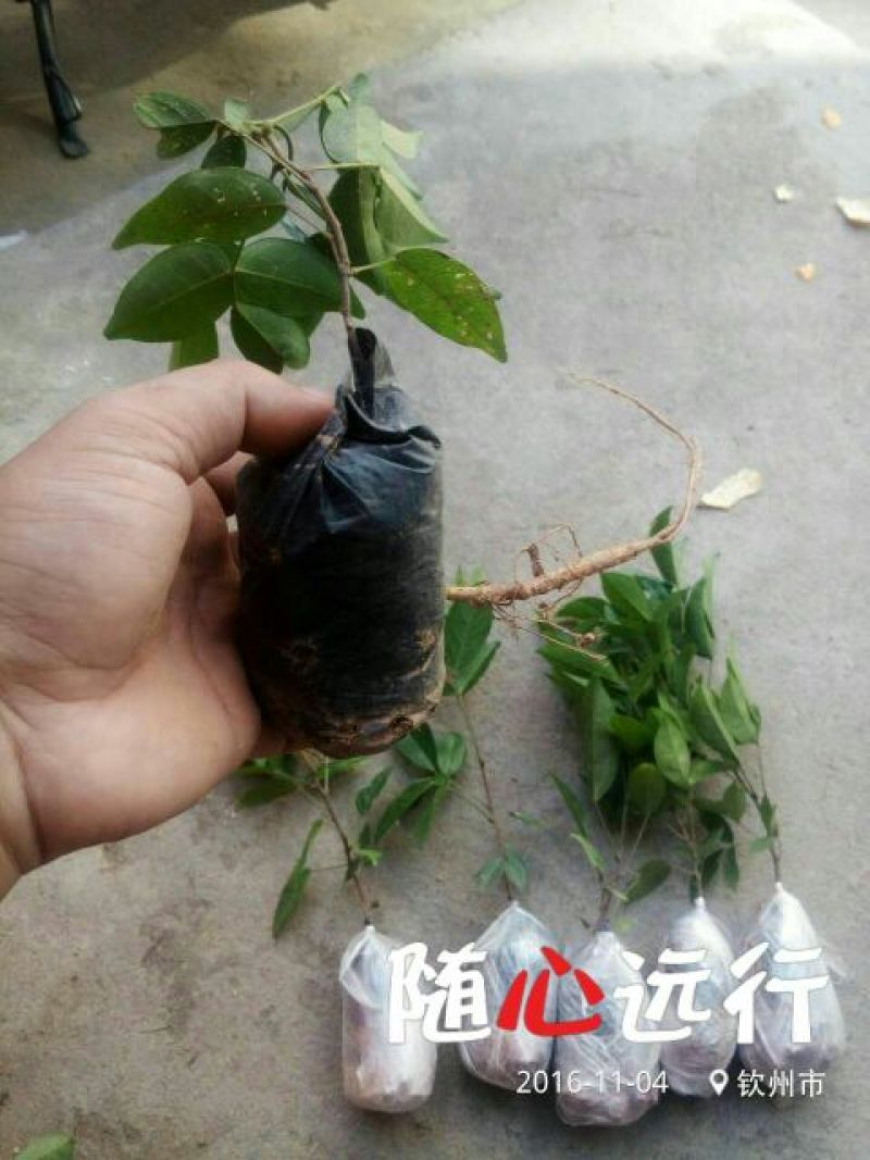 牛大力种苗15cm以下
