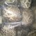 八百里伏牛山农家种植，花菇，面菇，干菇，鲜菇品种齐全。