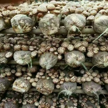 八百里伏牛山农家种植，花菇，面菇，干菇，鲜菇品种齐全。