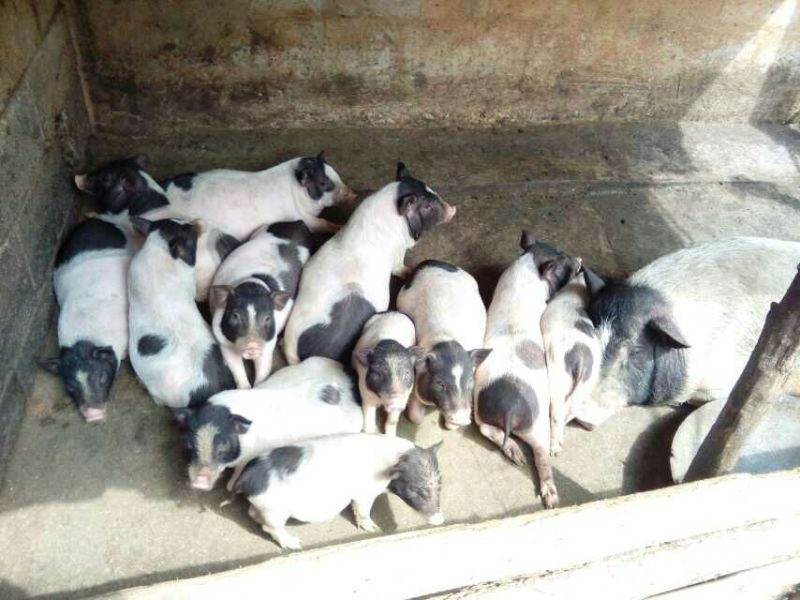 巴马香猪母