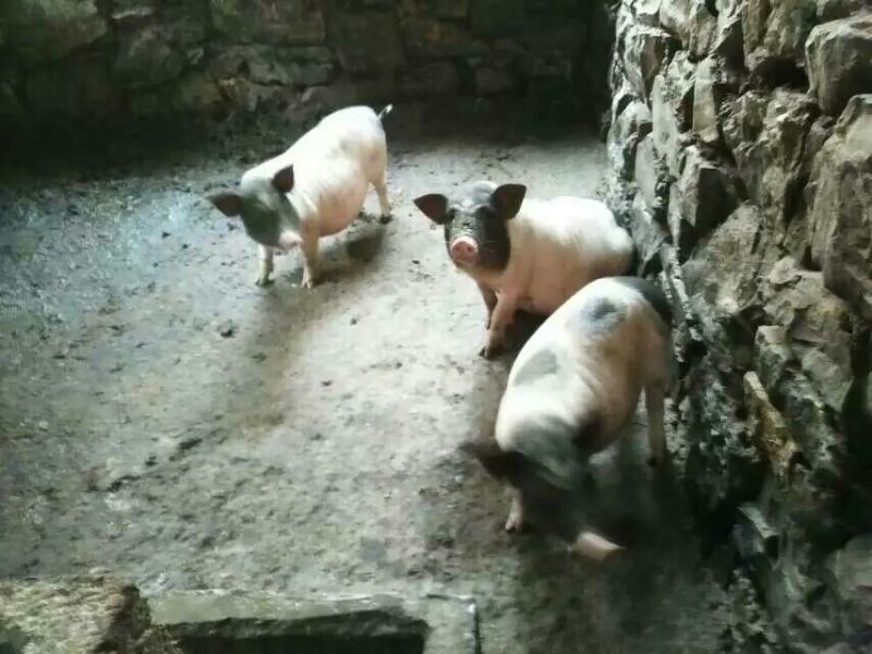 巴马香猪母