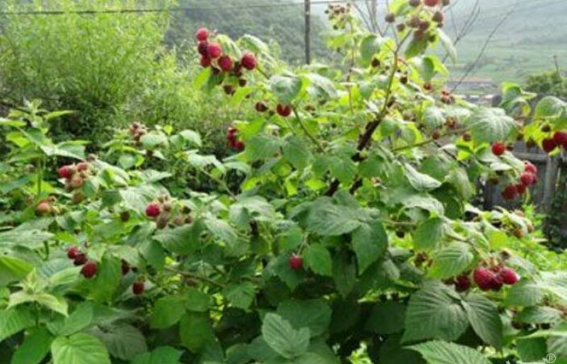 树莓苗10~30cm