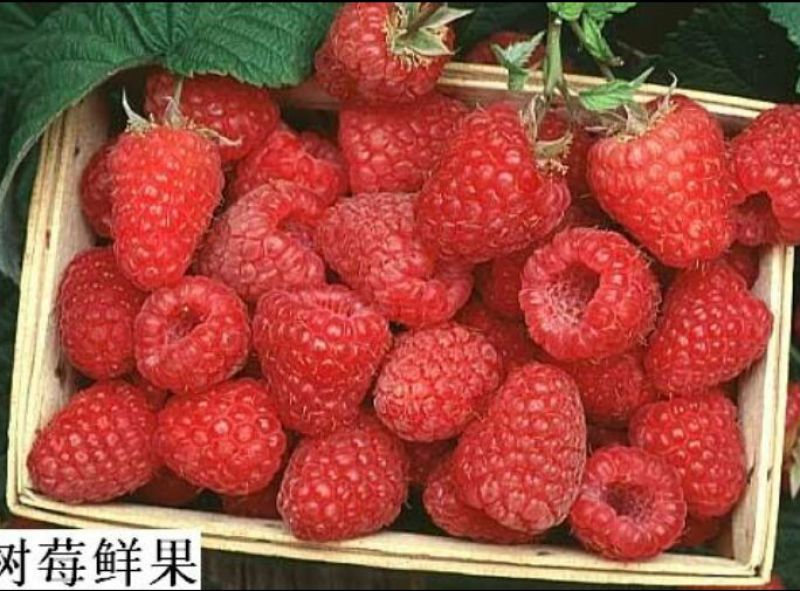 树莓苗10~30cm