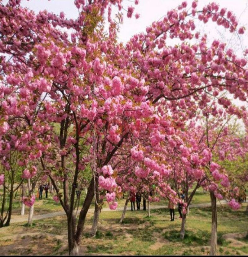 日本樱花苗80cm以上嫁接