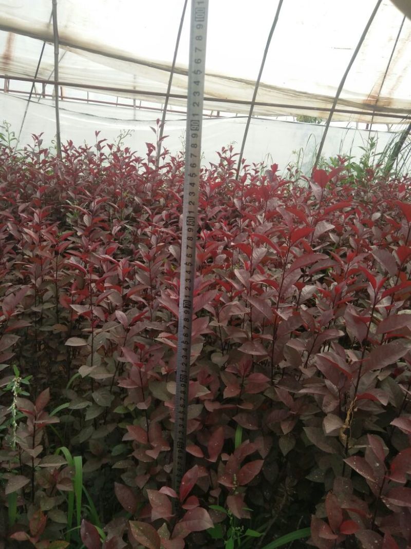 紫叶矮樱2cm以下50~80cm