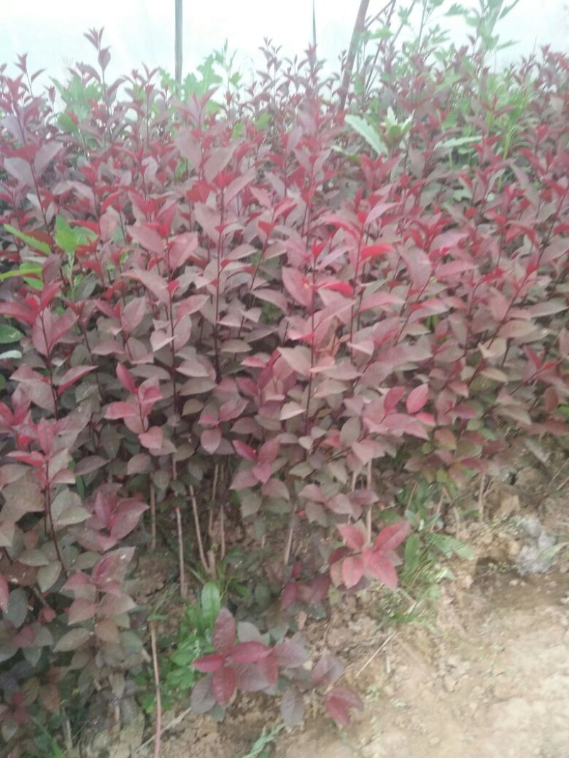 紫叶矮樱2cm以下50~80cm