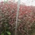 紫叶矮樱2cm以下50~80cm