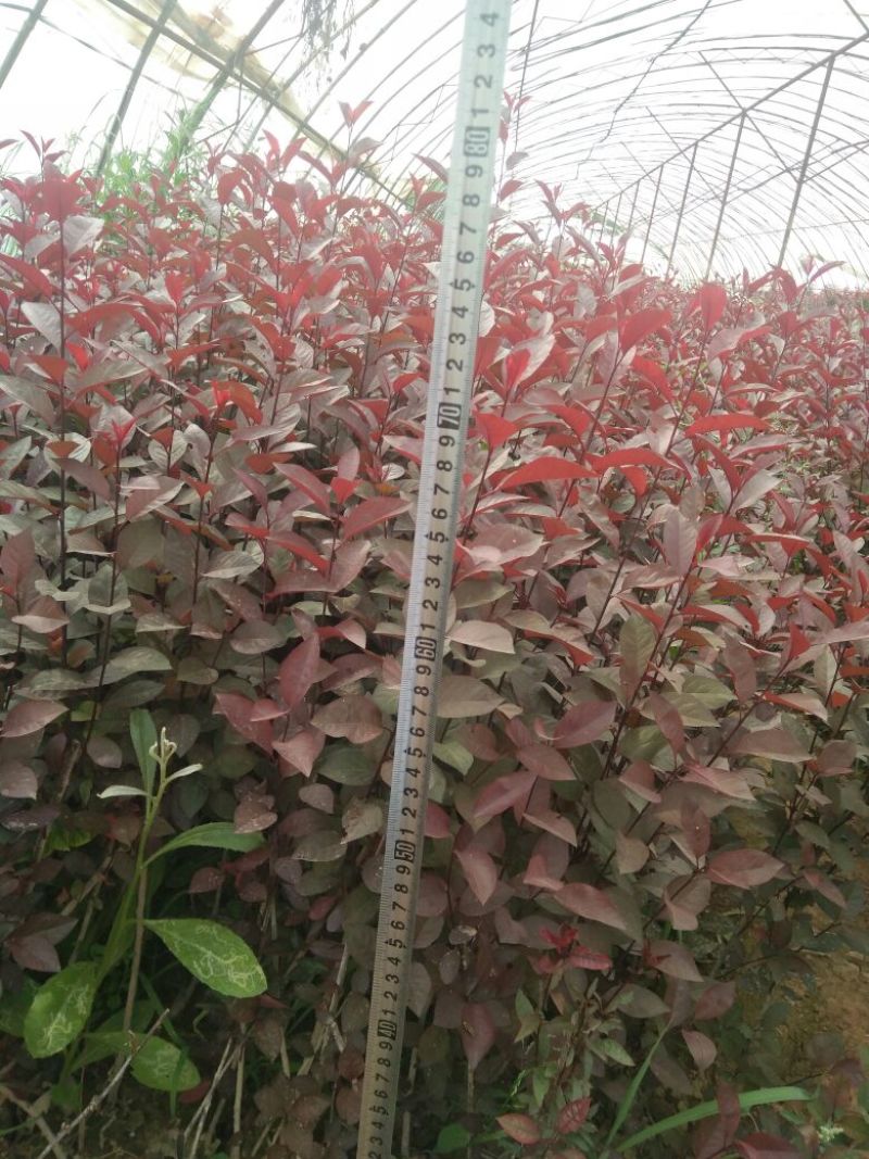 紫叶矮樱2cm以下50~80cm