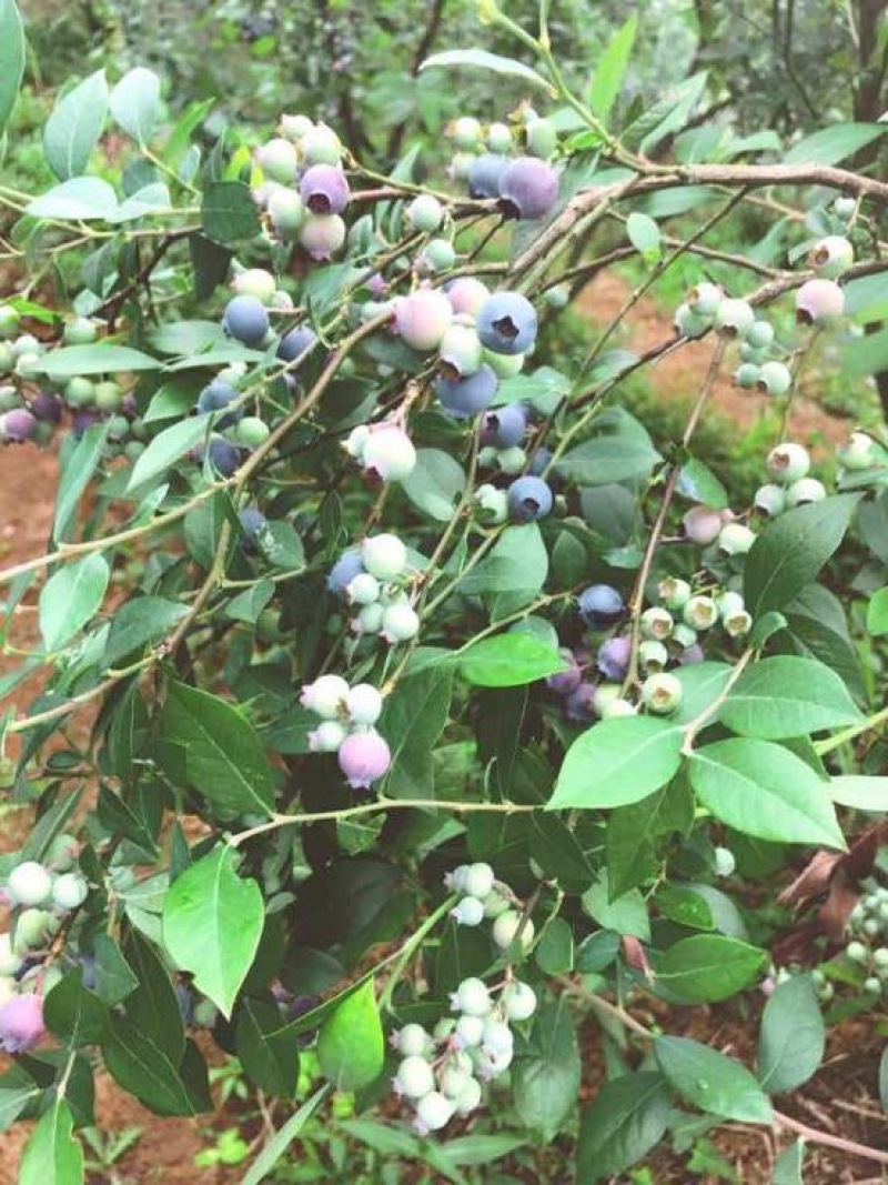 蓝莓
