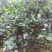 蓝莓
