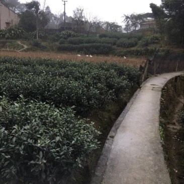 川茶