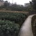 川茶