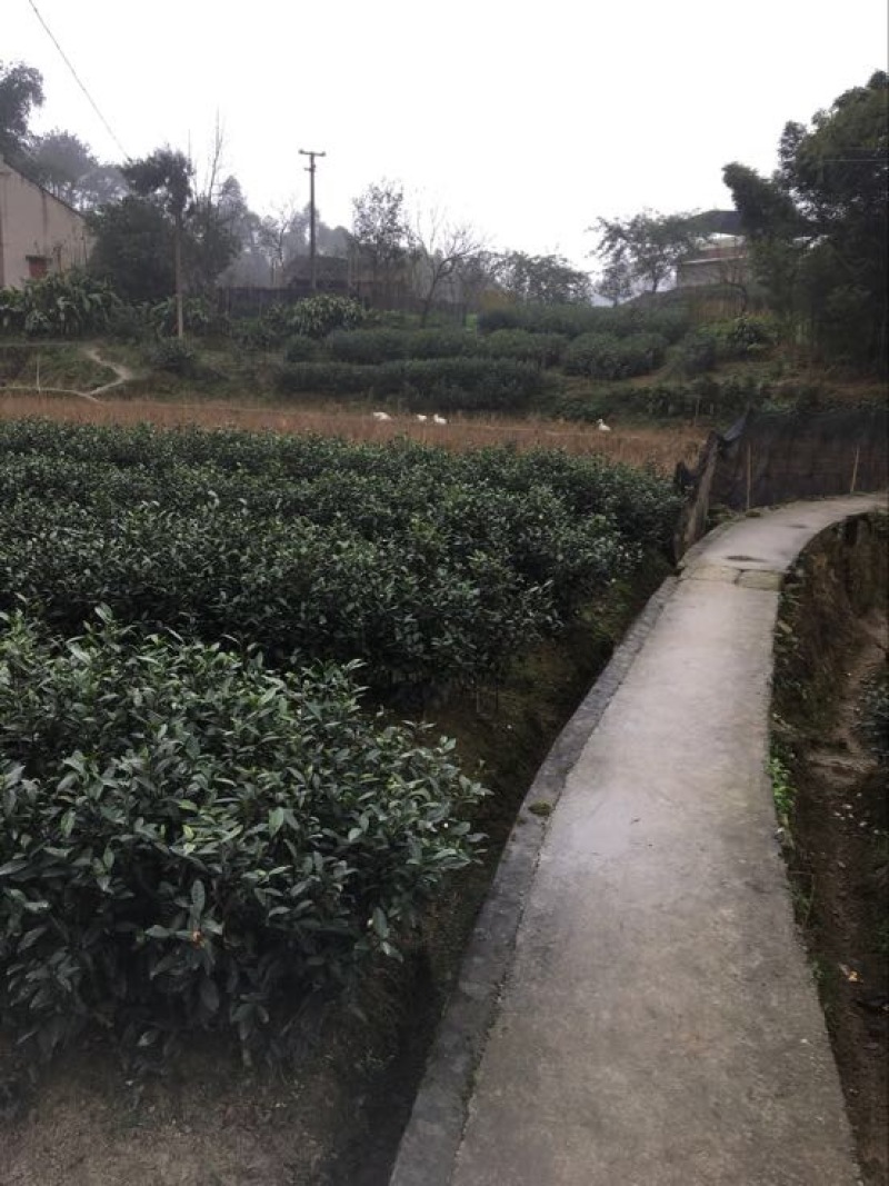川茶