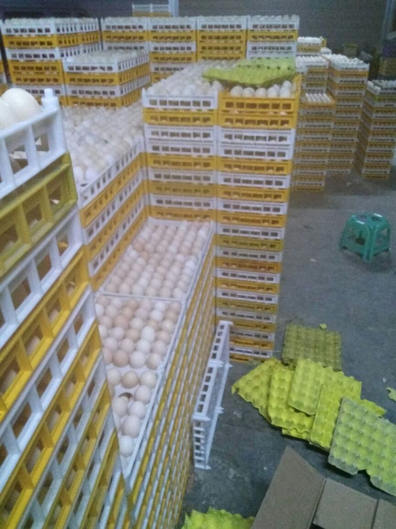 精品绵阳粉蛋，白蛋。没沙壳，蛋干净