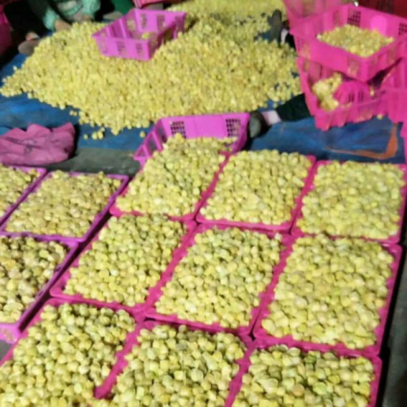 东北特产黄菇娘，菇茑灯笼果，七月未上市，可以代收代发，
