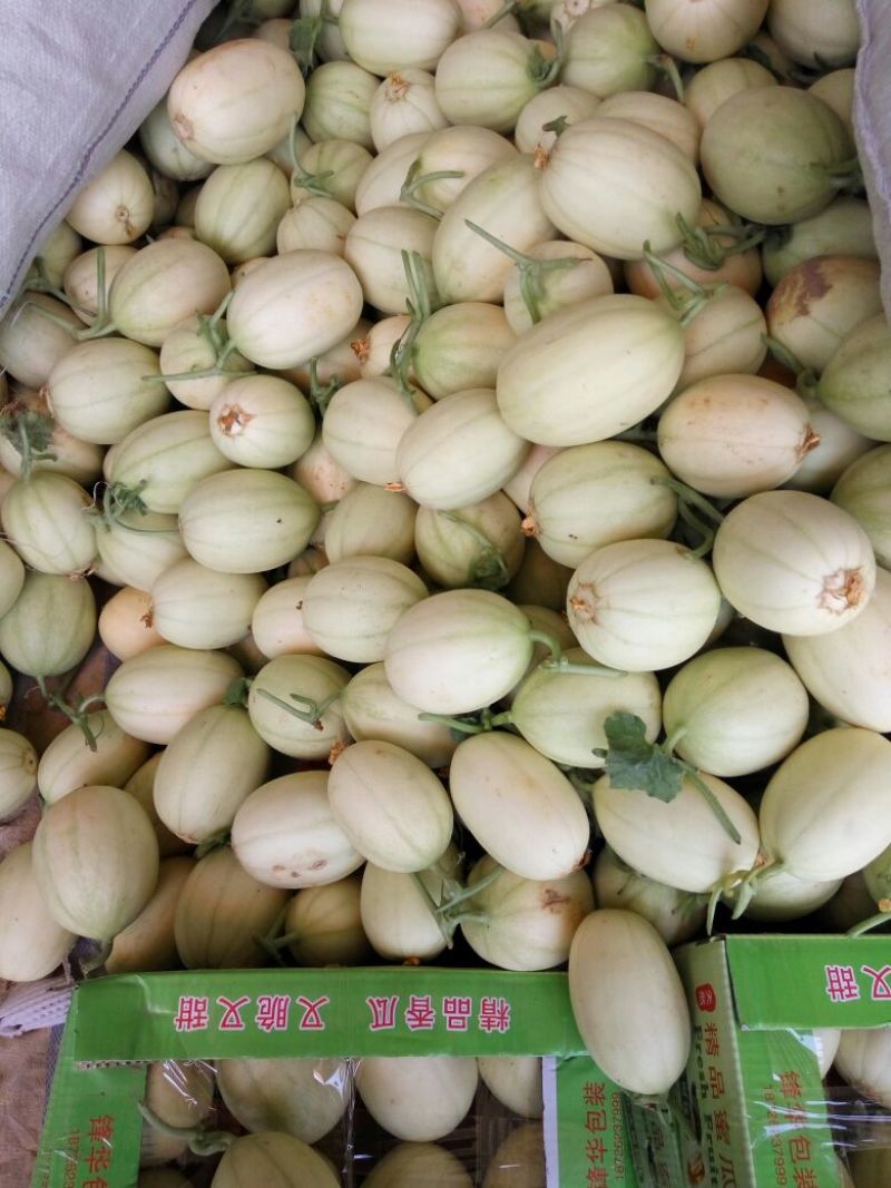 东方蜜甜瓜，鲜瓜，1.5斤以上，红肉脆甜，产地直销