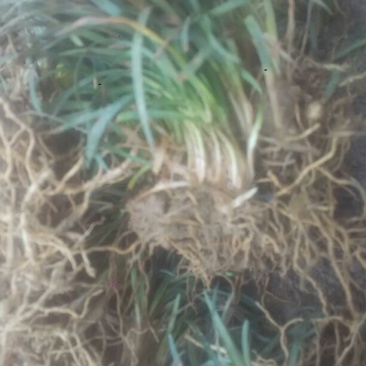 玉龙草