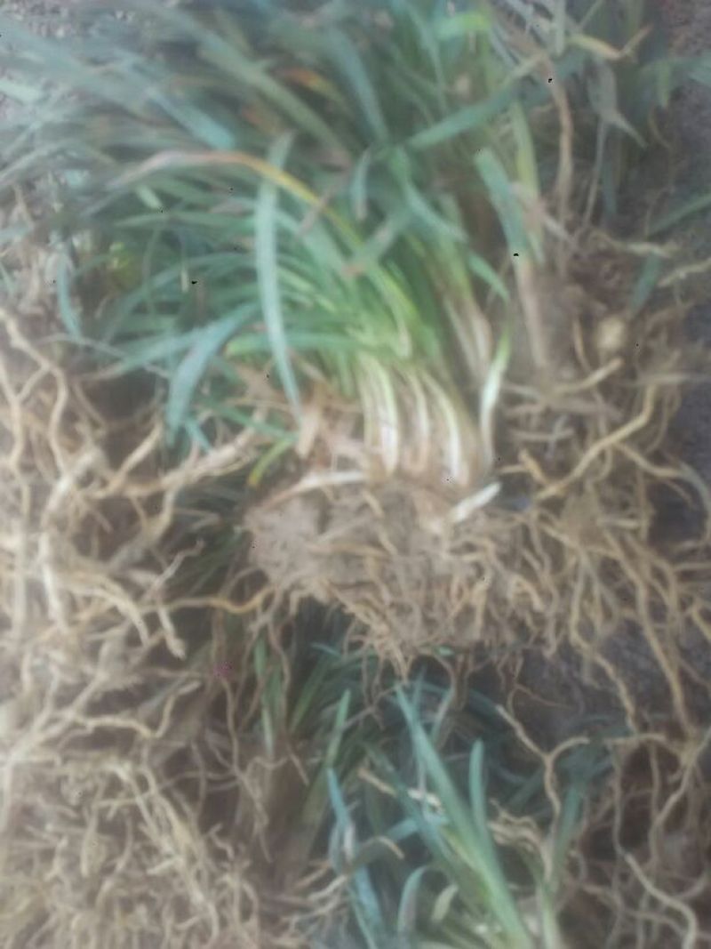 玉龙草