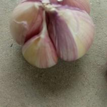 金乡红蒜4.5cm干蒜