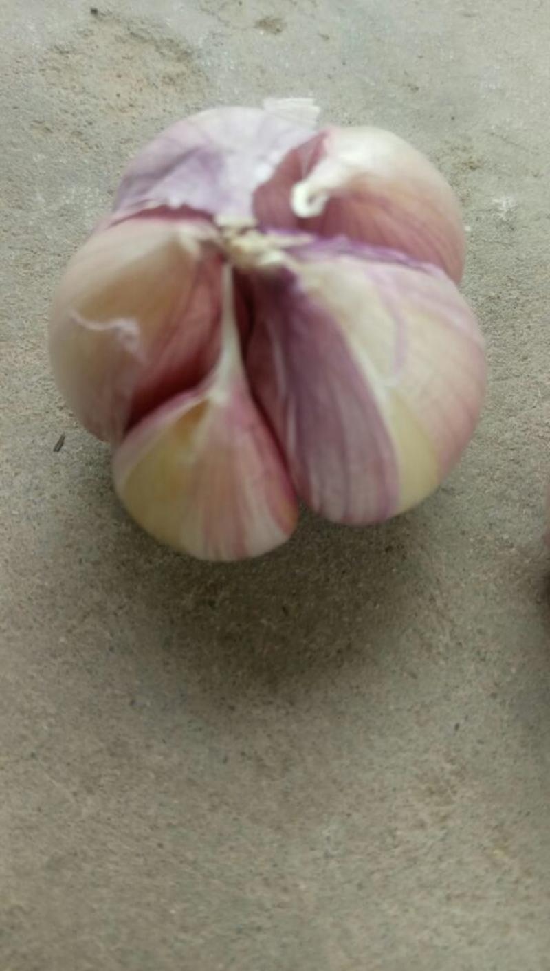 金乡红蒜4.5cm干蒜