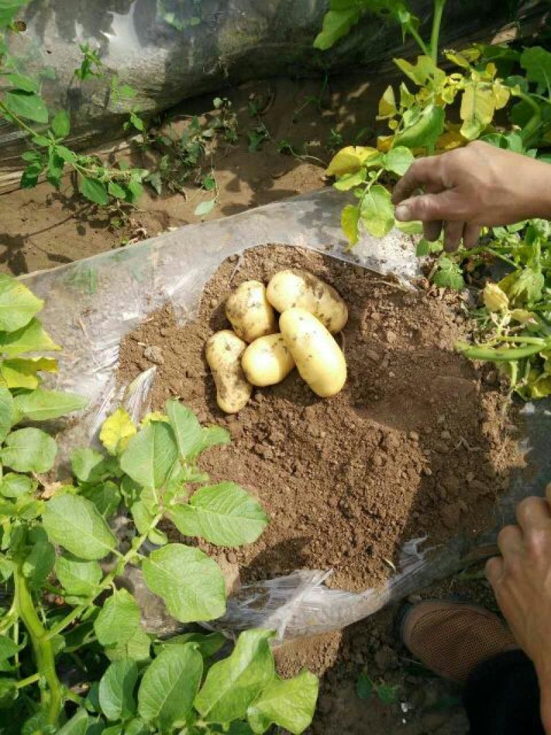 荷兰十五土豆通货2两以上
