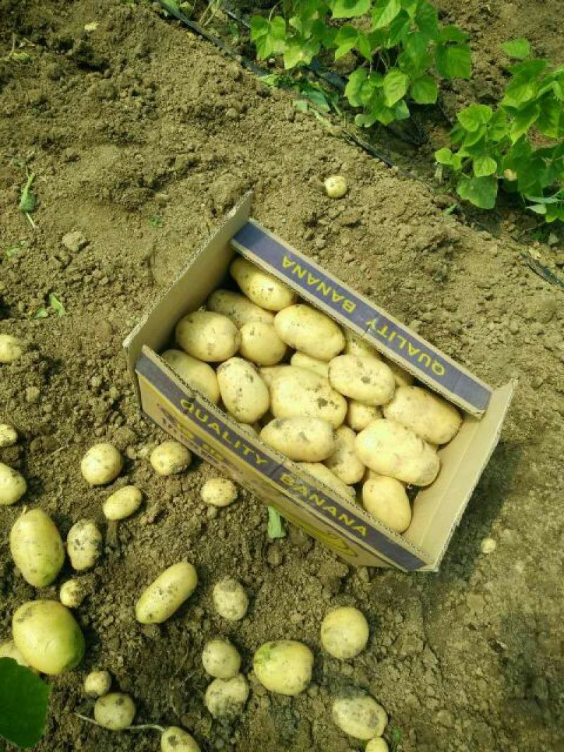 荷兰十五土豆通货2两以上