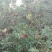 东魁杨梅2~2.5cm