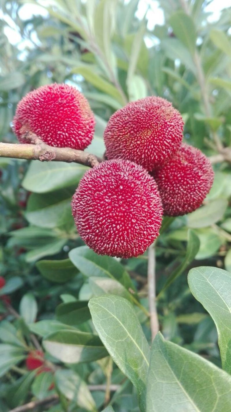 东魁杨梅2~2.5cm