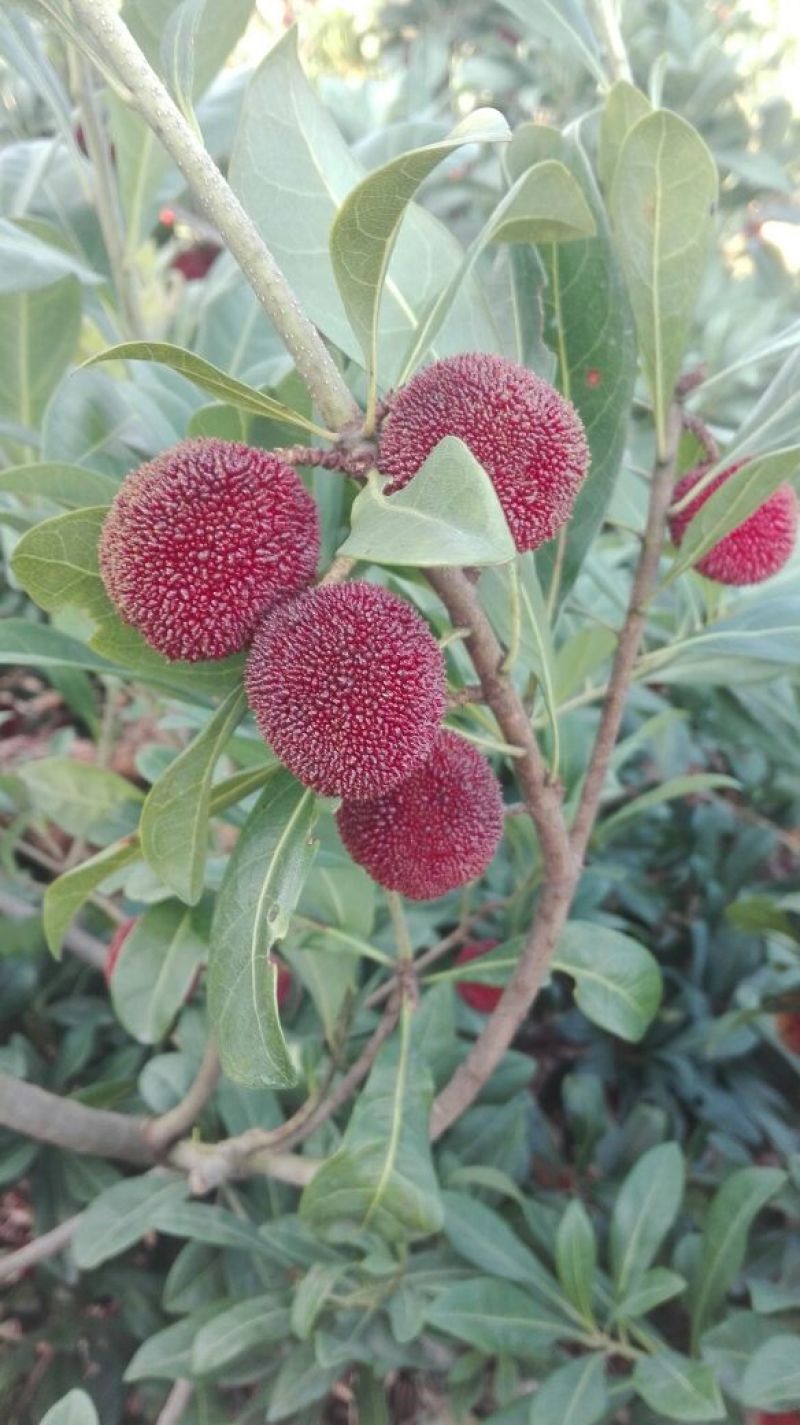 东魁杨梅2~2.5cm
