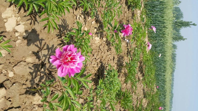 多花芍药苗30~40cm