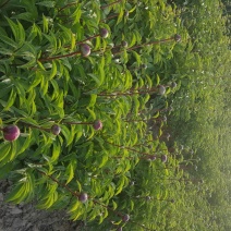 多花芍药苗30~40cm