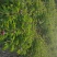 多花芍药苗30~40cm