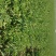 多花芍药苗30~40cm